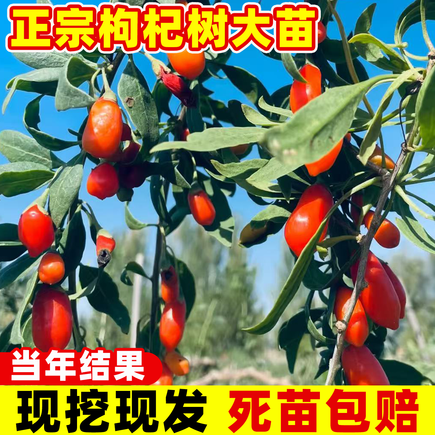 枸杞树苗大果红枸杞宁夏黑枸杞南方北方地栽盆栽黄枸杞苗当年结果