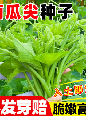 专吃南瓜尖种孑藤籽菜子食