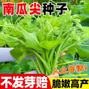 南瓜尖种孑专吃南瓜藤籽菜种子食用高产蔬菜苗秧苗四季农作物种籽