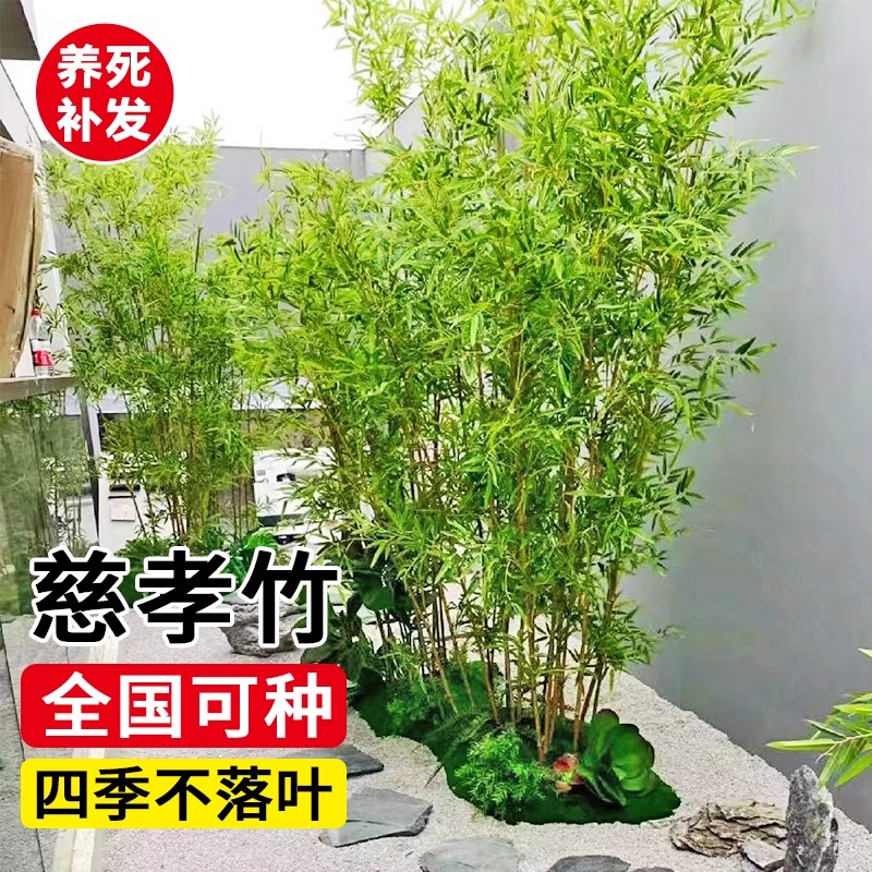 丛生竹子慈孝竹苗盆栽室内绿植庭院室外观赏米竹南方耐寒好养植物
