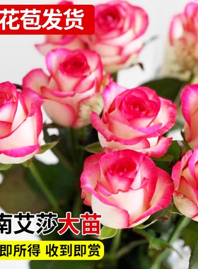 艾莎月季盆栽带花苞玫瑰花苗四季好养特大浓香花卉庭院阳台绿植物