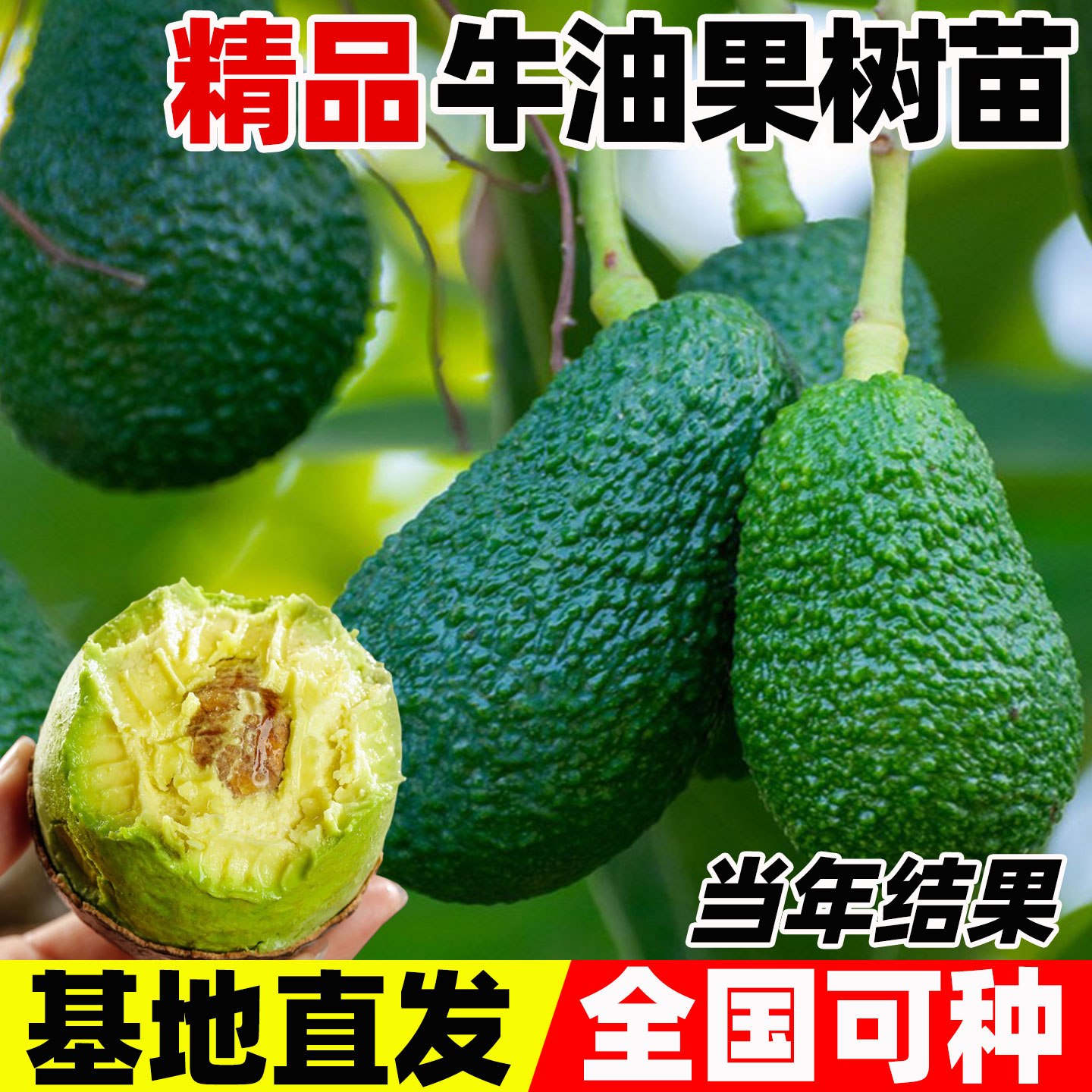 牛油果嫁接树苗当年开花结