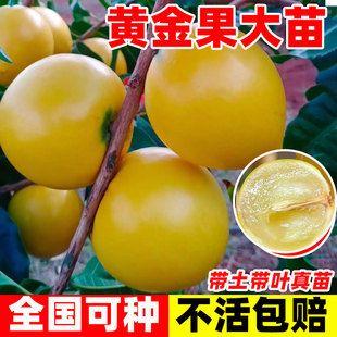 黄晶果树果苗嫁接黄金果苗久蜜冬蜜早熟南北方种四季盆栽当年结果