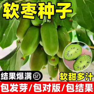 软枣种子籽君迁子种黑柿子多年生植物柿树种子核桃树柿子砧木子野