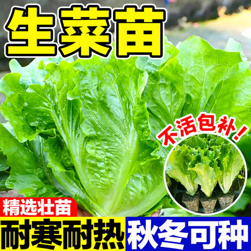 生菜苗带土菜苗耐寒意大利奶油大