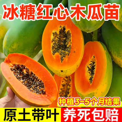 冰糖红心木瓜苗果树正宗矮化嫁接