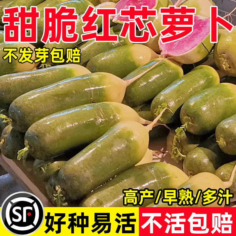 甜脆红芯萝卜种籽秋冬种植易成活