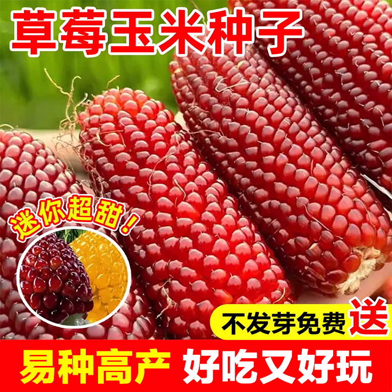 草莓玉米种子文玩小玉米庭院盆栽农家老品种观赏易种好活春秋播种
