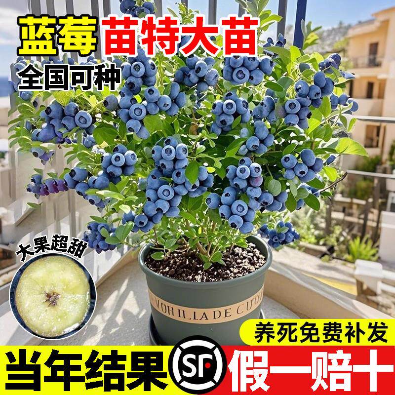 蓝莓果苗特大号盆栽花香南