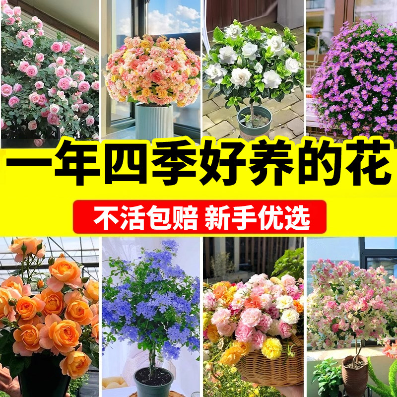 一年四季好养的花耐热耐寒阳台绿萝月季花苗室内盆栽太阳花三角梅