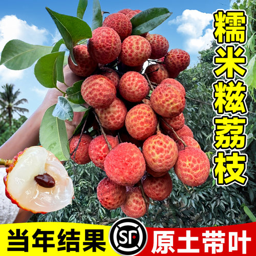 糯米滋荔枝苗树新品种仙桃妃子