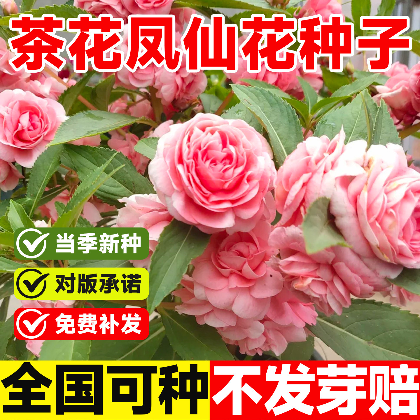 茶花凤仙花种子重瓣易活混色四季播种阳台庭院盆栽观赏花卉花种籽