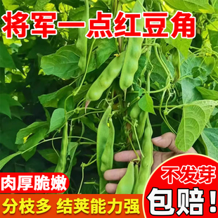 一点红豆角种子将军高产东北扁豆角耐寒抗病绿油豆大宽油豆角种籽