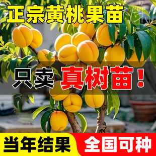 正宗黄桃树苗当年结果南北方庭院四季种植桃树果苗冬桃嫁接果树苗