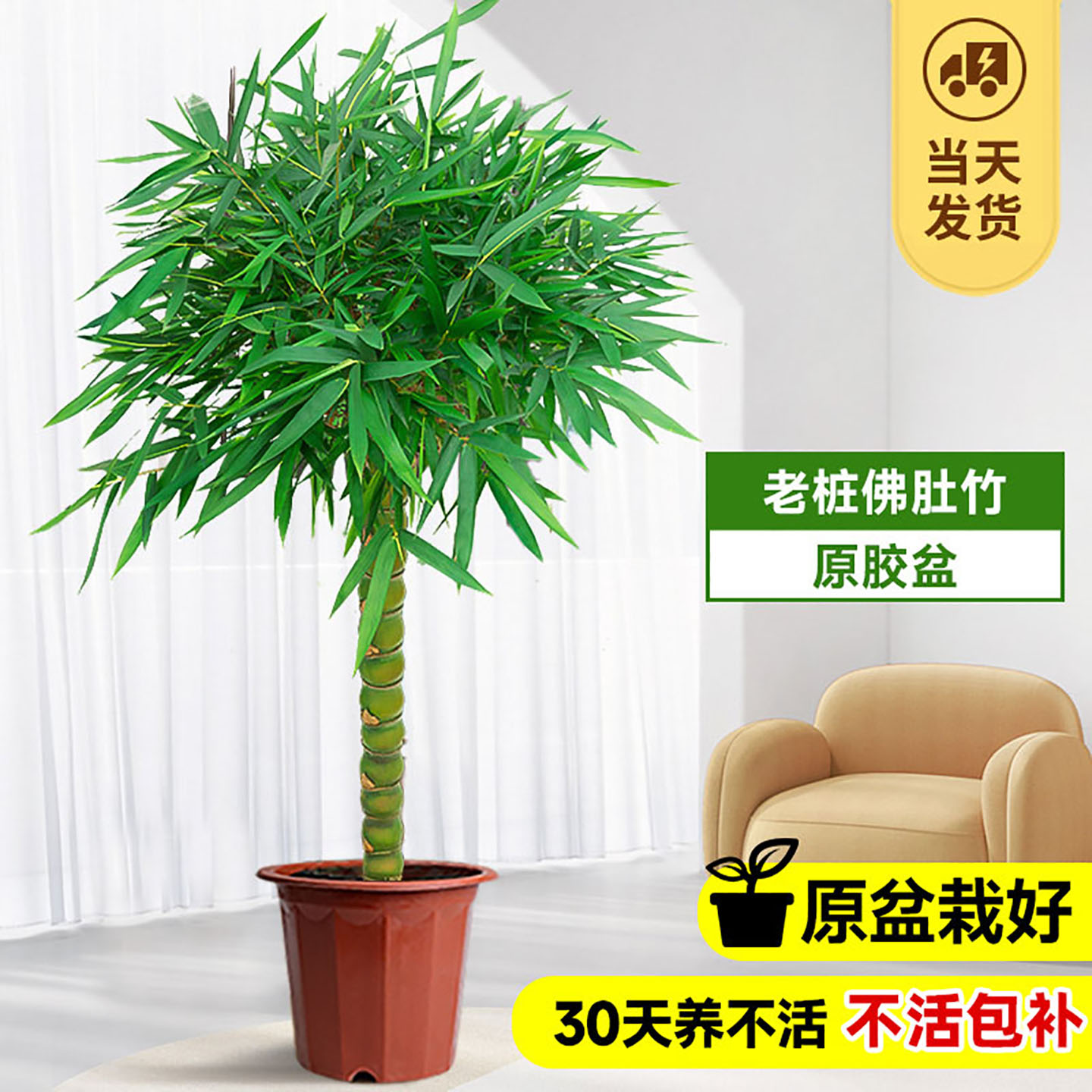 佛肚竹老桩竹子盆栽室内客厅四季