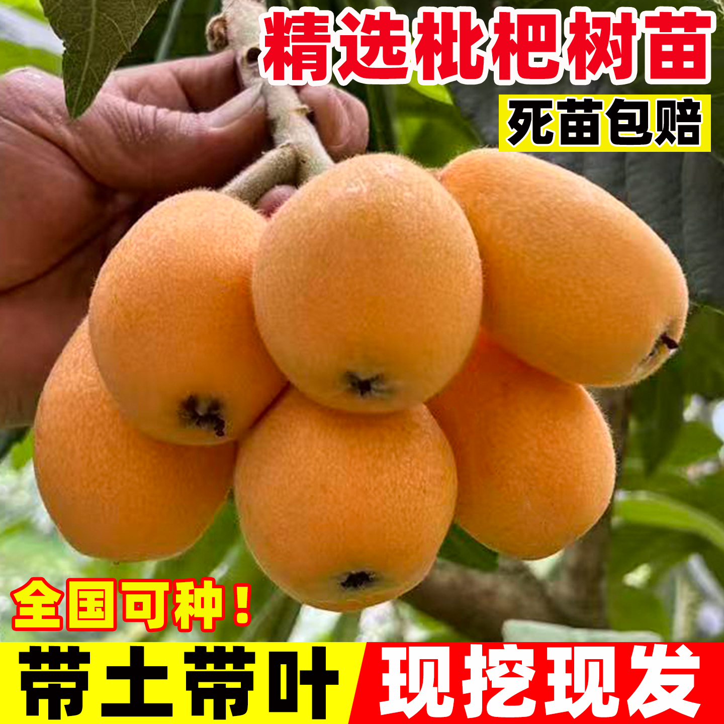 大五星枇杷苗树无核琵琶果树苗嫁