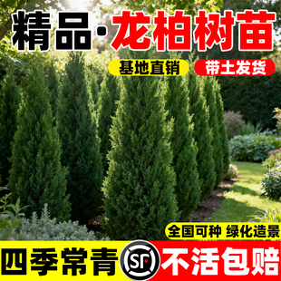 龙柏苗龙柏树苗四季长青小龙柏球蜀桧塔柏侧柏蜀块地柏宝塔松树苗