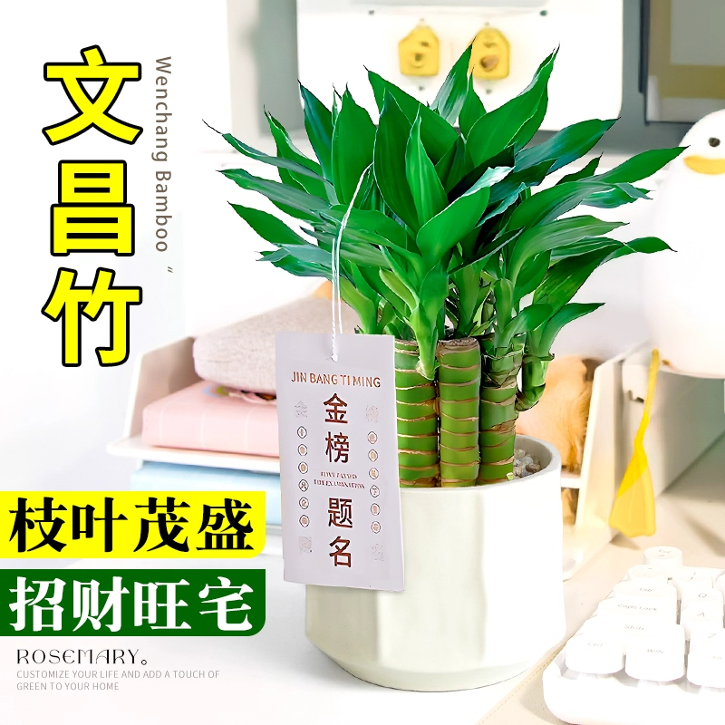 文昌竹水培植物桌面绿植室内好