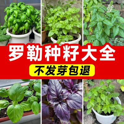 罗勒种子盆栽蔬菜种籽大全四季种