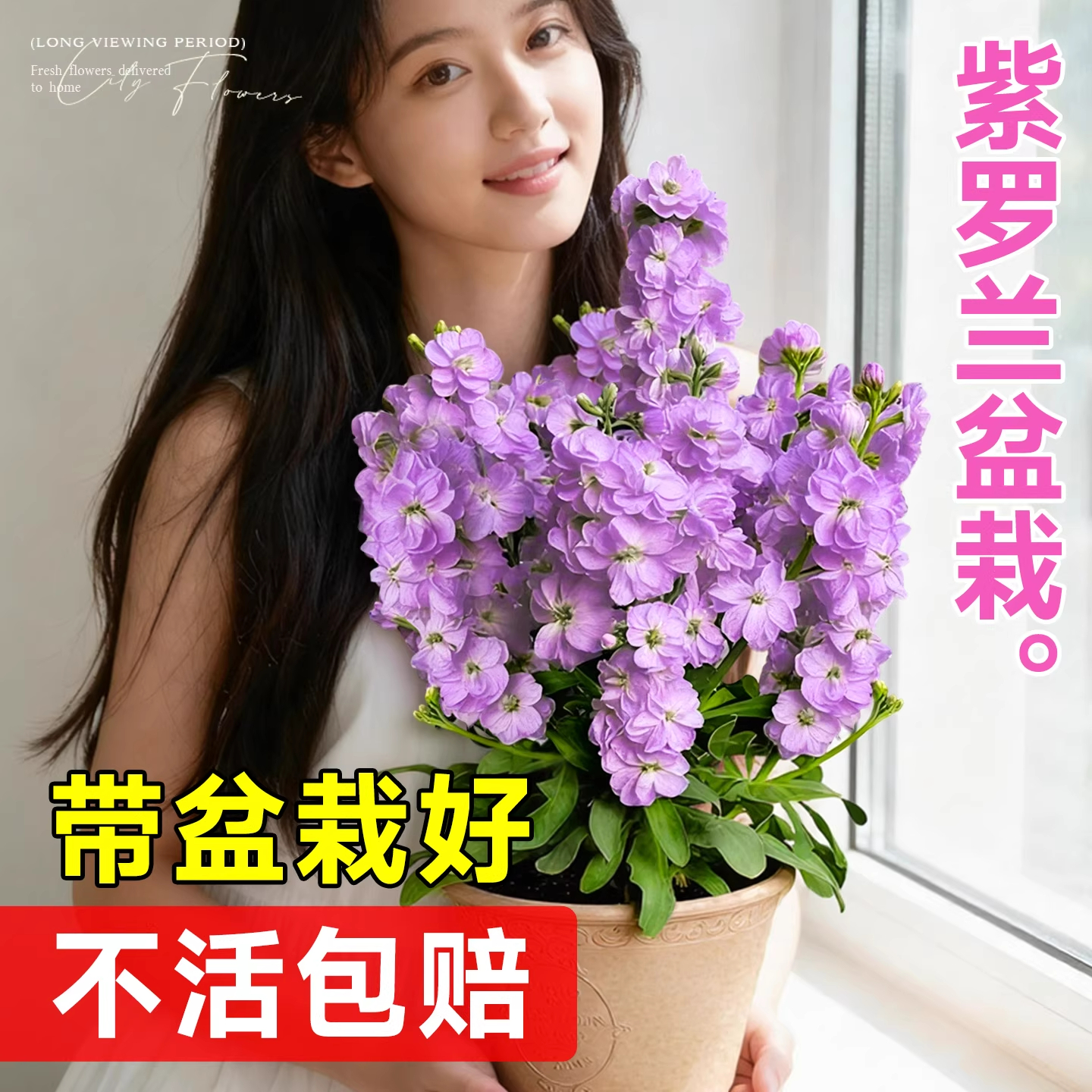 紫罗兰盆栽带花花苗耐寒花卉绿植耐冻室内外阳台庭院四季好养植物