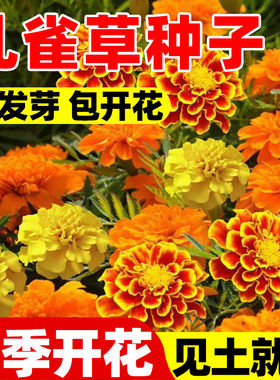 孔雀草花籽万寿菊金盏太阳