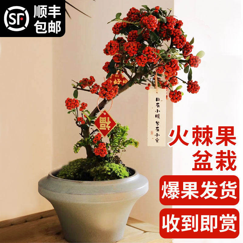 火棘树苗带红果真花盆栽树苗老桩耐寒室内盆景年宵花卉圣诞节植物,鲜花速递/花卉仿真/绿植园艺,绿植,淘宝优惠券,粉丝福利购,淘宝优惠卷