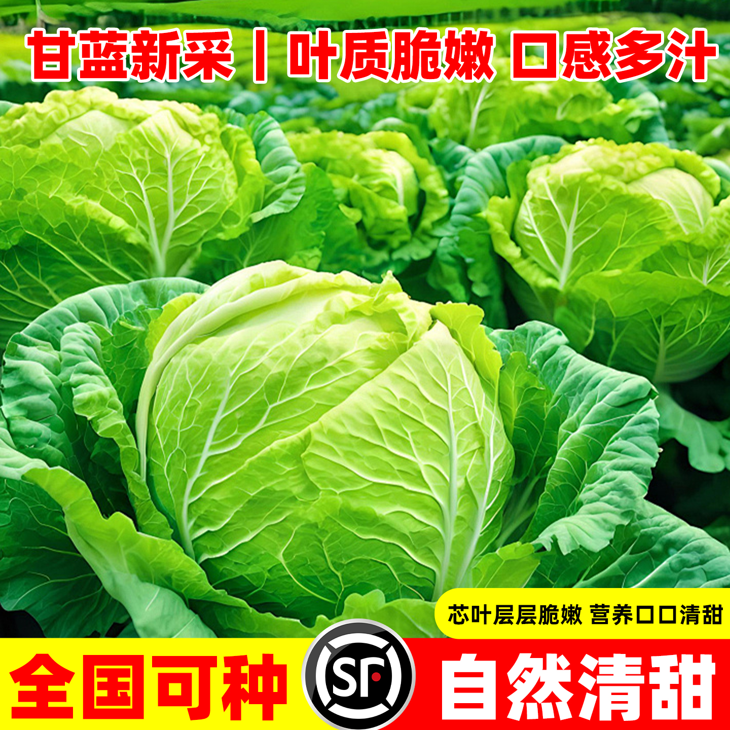 棚王F1甘蓝种子包头菜种籽冬季