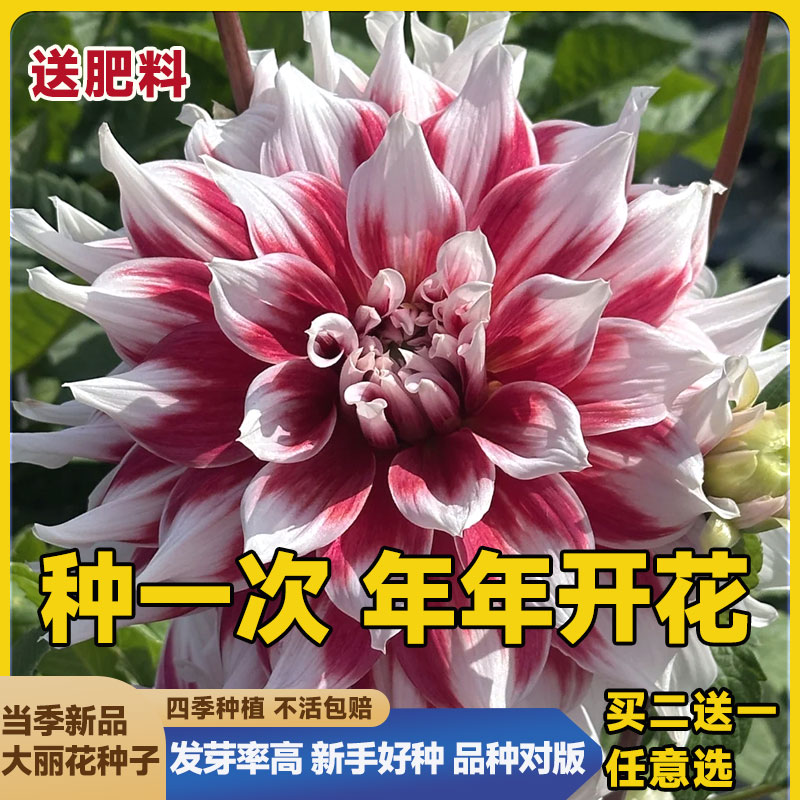 重瓣大丽花种子多年生小丽花籽四季播种地瓜花庭院室内外阳台盆栽