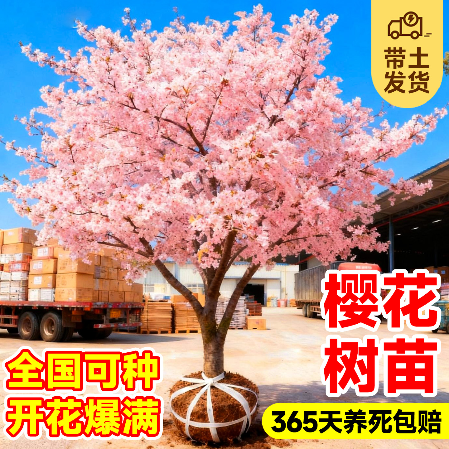 樱花树苗庭院大树耐寒矮化晚樱