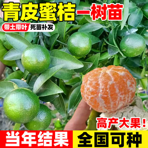 早熟青皮蜜桔耐寒橘子树果树果