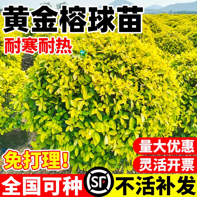 黄金榕球金叶女贞工程绿化苗耐