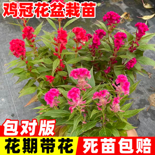 鸡冠花苗盆栽红色鸡髻花老来红节日喜庆庭院绿化苗耐寒多年生花卉