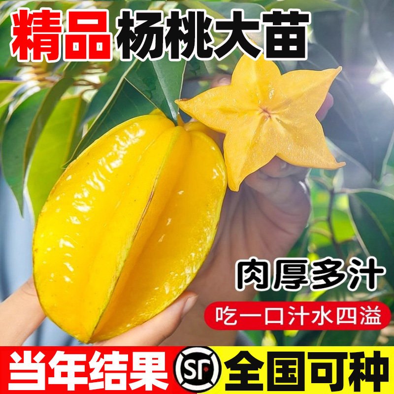 杨桃树苗果结四季好养甜台图片