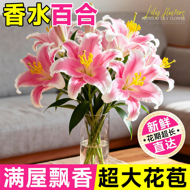 香水百合花新鲜花苗带花苞批发图片