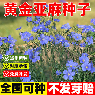 黄金亚麻种子四季种植易活庭院室外护坡多年生药食两用胡麻籽种子