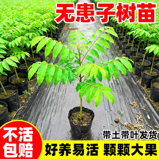 无患子树苗红籽四季常青鬼见愁耐寒庭院名贵风景观大树保平安绿植