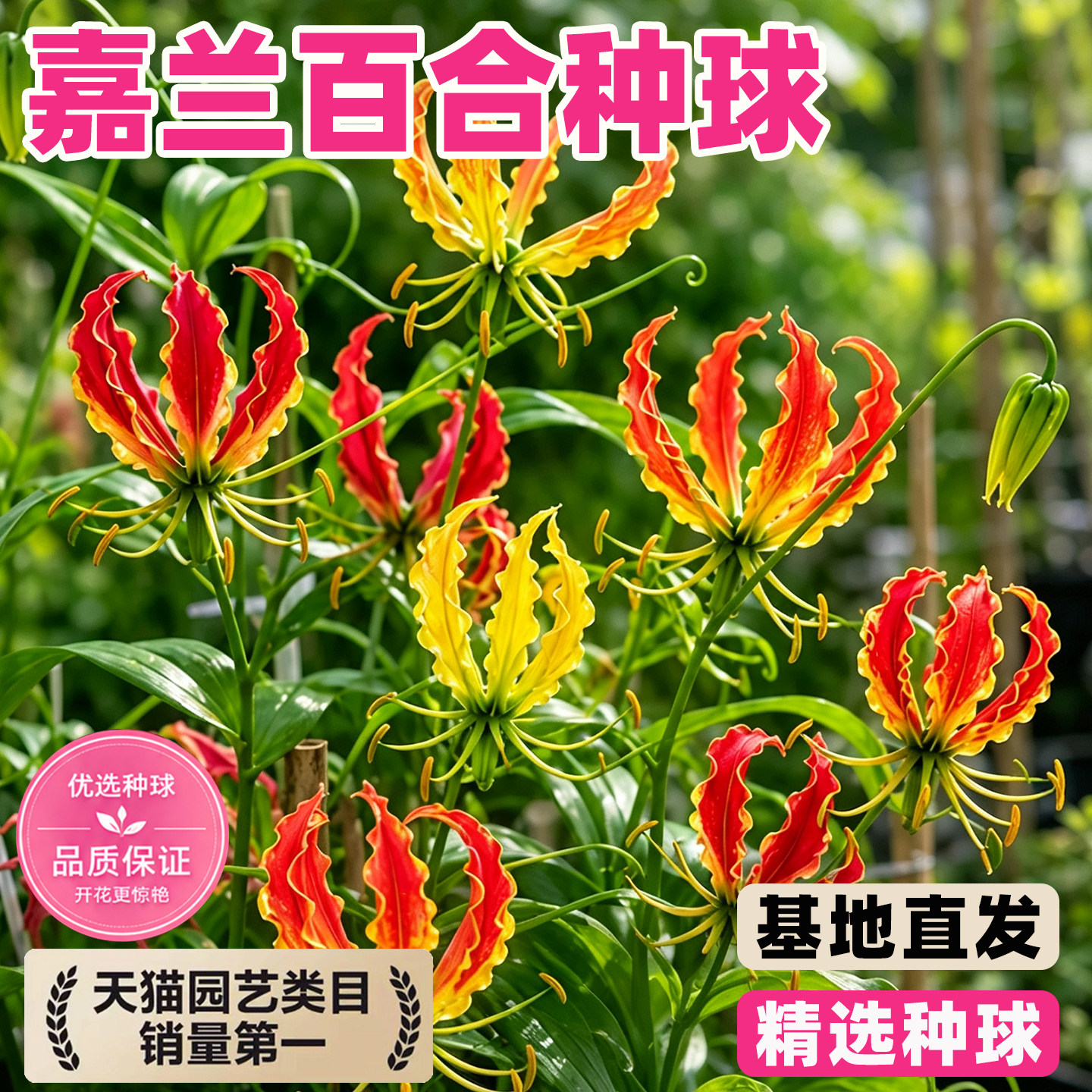 嘉兰百合种球火焰百合种子爬藤球根耐热耐晒阳台庭院盆栽年年开花