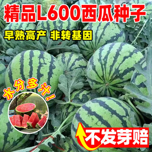 精品L600西瓜种子原装一代杂交小型高产超甜西瓜种籽礼品西瓜种孑