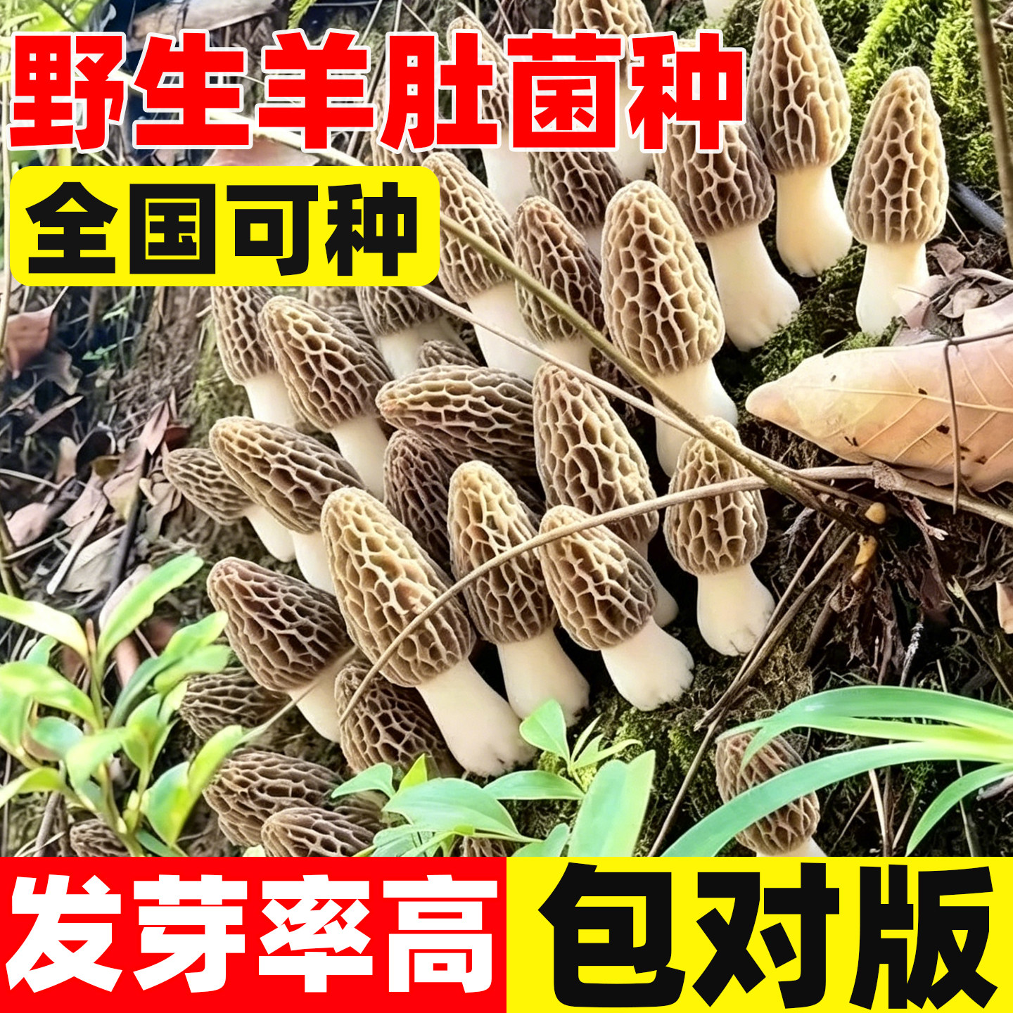 野生羊肚菌菌种菌包室内云南四季图片