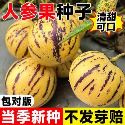 人参果种子四季早熟高产水果种孑