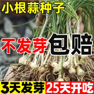 小根蒜种子东北野山葱种籽薤白山蒜苦蒜大脑瓜种孑春四季盆栽蔬菜