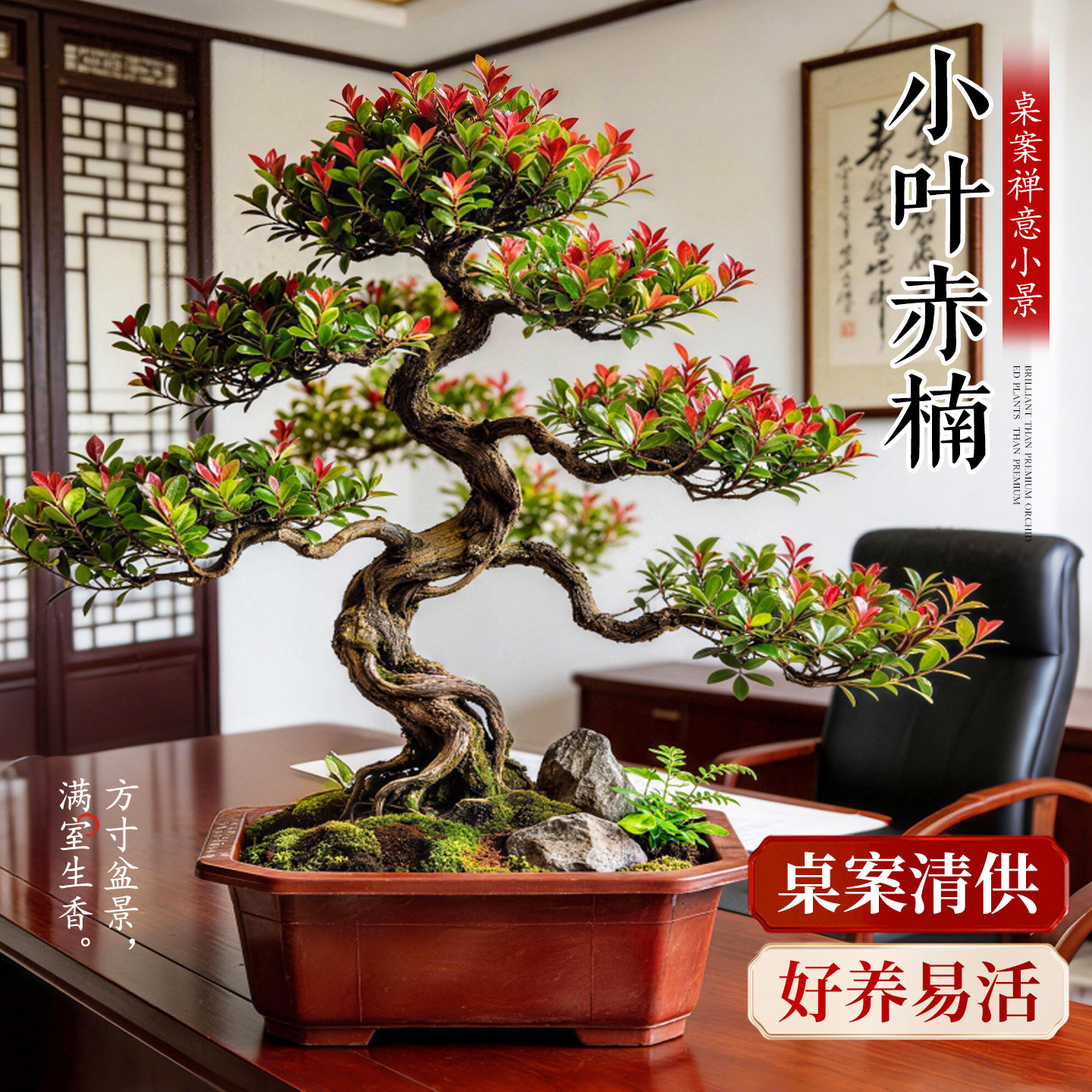小叶赤楠盆栽金丝楠木真树书房办
