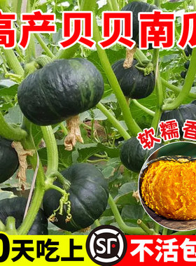正宗贝南瓜苗秧板栗小种籽