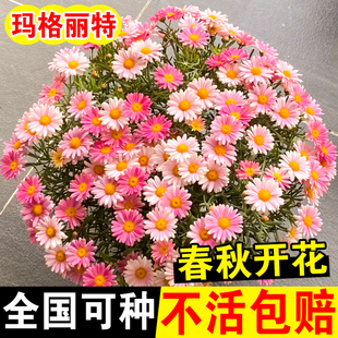 玛格丽特花种籽子孑四季 播种易活开花庭院阳台室内外小雏菊花种籽