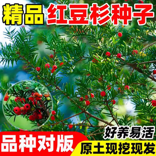 红豆杉种子中国南方东北红豆杉曼地亚种子籽沙藏2年正宗红豆杉树