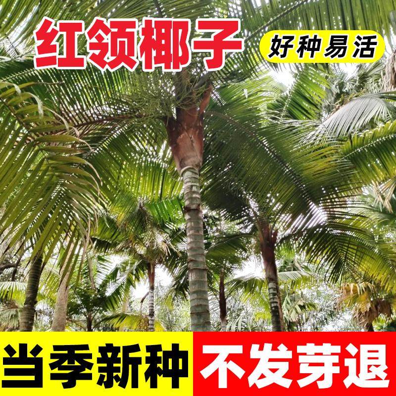 红领椰子种子红冠三角椰薄皮椰红茎易成活椰子种子林木树种籽四季