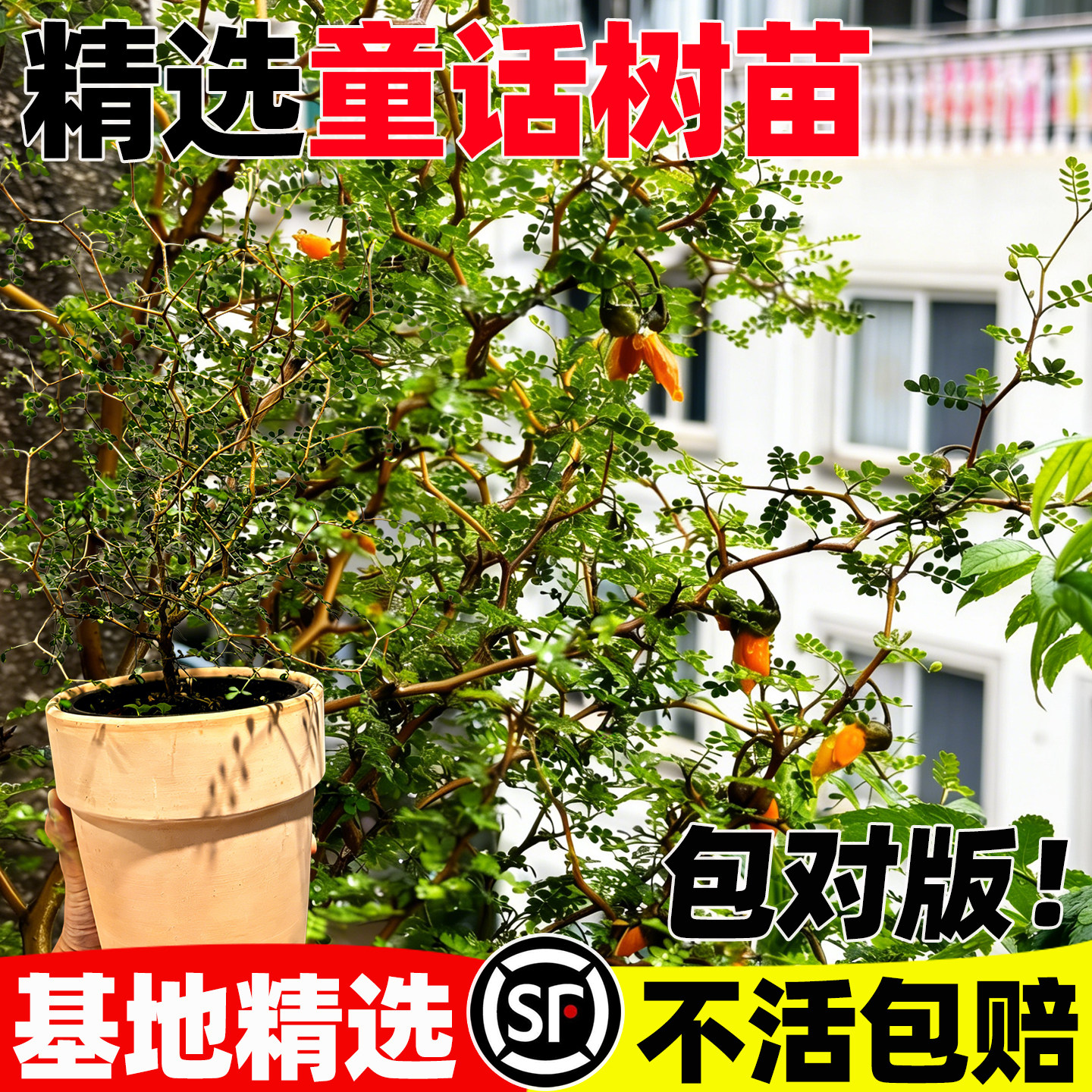 花与花器童话树盆栽新西兰灌木