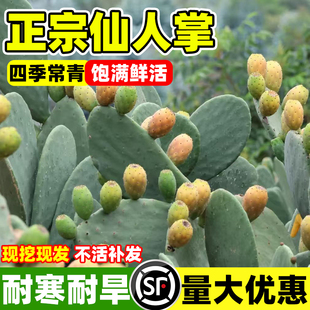 仙人掌果苗当年结果食用水果型黄大刺米邦塔宝塔红果仙人掌四季种