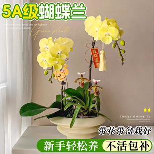 蝴蝶兰盆栽带花苞高端兰花年宵花卉客厅室内四季懒人好养鲜花绿植