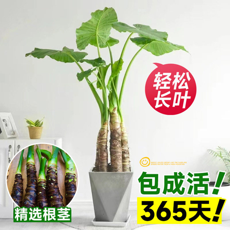 滴水观音绿植大叶老桩盆栽水培霸王芋四季常绿客厅室内绿植好养活
